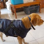 PetGishi™ Dog jacket With Built-in Harness photo review