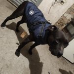 PetGishi™ Dog jacket With Built-in Harness photo review