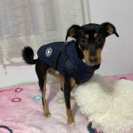 PetGishi™ Dog jacket With Built-in Harness photo review
