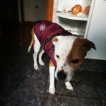 PetGishi™ Dog jacket With Built-in Harness photo review