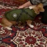 PetGishi™ Dog jacket With Built-in Harness photo review