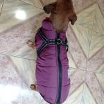 PetGishi™ Dog jacket With Built-in Harness photo review