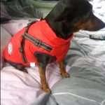 PetGishi™ Dog jacket With Built-in Harness photo review