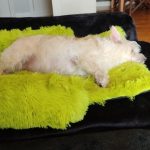 Pupniture™ Protector Calming Pet Bed photo review