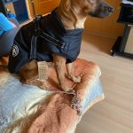 PetGishi™ Dog jacket With Built-in Harness photo review
