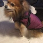 PetGishi™ Dog jacket With Built-in Harness photo review