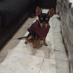 PetGishi™ Dog jacket With Built-in Harness photo review