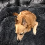 Pupniture™ Protector Calming Pet Bed photo review