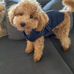 PetGishi™ Dog jacket With Built-in Harness photo review