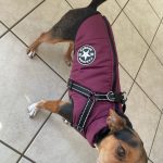 PetGishi™ Dog jacket With Built-in Harness photo review