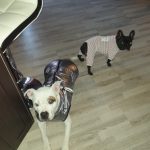 PetGishi™ Dog jacket With Built-in Harness photo review