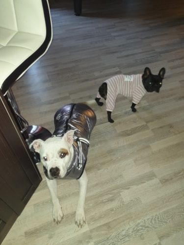 Click to view full screen PetGishi™ Dog jacket With Built-in Harness photo review