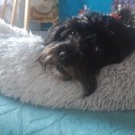 Pupniture&trade; Protector Calming Pet Bed photo review