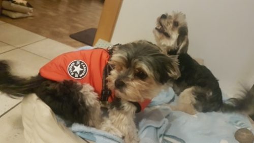 PetGishi™ Dog jacket With Built-in Harness photo review