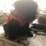 PetGishi™ Dog jacket With Built-in Harness photo review