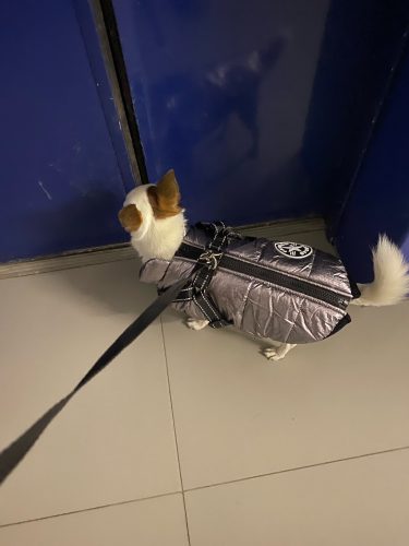PetGishi™ Dog jacket With Built-in Harness photo review