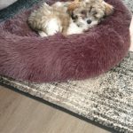 Pupniture™ Protector Calming Pet Bed photo review