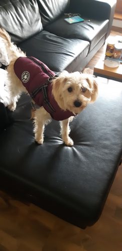 PetGishi™ Dog jacket With Built-in Harness photo review