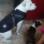 PetGishi™ Dog jacket With Built-in Harness photo review