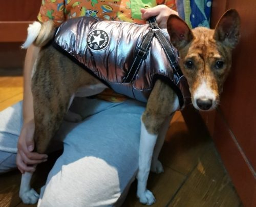 PetGishi™ Dog jacket With Built-in Harness photo review