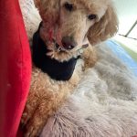 Pupniture&trade; Protector Calming Pet Bed photo review