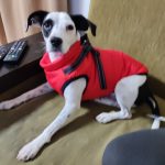 PetGishi™ Dog jacket With Built-in Harness photo review
