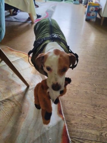 Click to view full screen PetGishi™ Dog jacket With Built-in Harness photo review