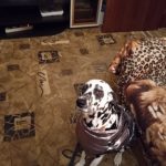 PetGishi™ Dog jacket With Built-in Harness photo review