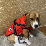 PetGishi™ Dog jacket With Built-in Harness photo review
