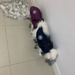PetGishi™ Dog jacket With Built-in Harness photo review