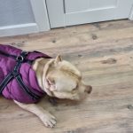 PetGishi™ Dog jacket With Built-in Harness photo review