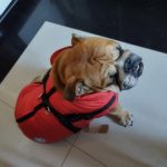 PetGishi™ Dog jacket With Built-in Harness photo review