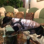 PetGishi™ Dog jacket With Built-in Harness photo review