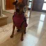 PetGishi™ Dog jacket With Built-in Harness photo review