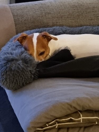 Pupniture&trade; Protector Calming Pet Bed photo review