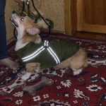 PetGishi™ Dog jacket With Built-in Harness photo review
