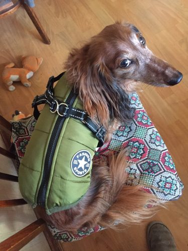 PetGishi™ Dog jacket With Built-in Harness photo review