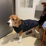 PetGishi™ Dog jacket With Built-in Harness photo review