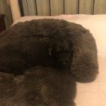 Pupniture™ Protector Calming Pet Bed photo review