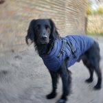 PetGishi™ Dog jacket With Built-in Harness photo review