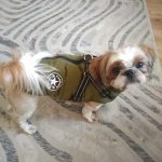 PetGishi™ Dog jacket With Built-in Harness photo review