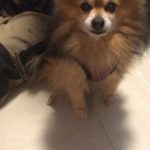 PetGishi™ Dog jacket With Built-in Harness photo review