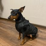 PetGishi™ Dog jacket With Built-in Harness photo review