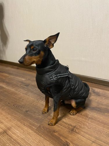 Click to view full screen PetGishi™ Dog jacket With Built-in Harness photo review