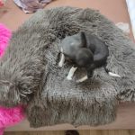 Pupniture™ Protector Calming Pet Bed photo review