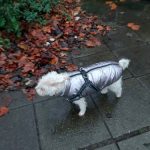 PetGishi™ Dog jacket With Built-in Harness photo review