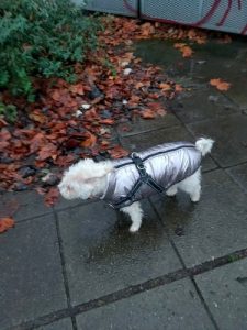 Click to view full screen PetGishi™ Dog jacket With Built-in Harness photo review