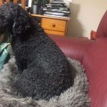 Pupniture™ Protector Calming Pet Bed photo review