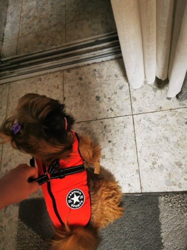 Click to view full screen PetGishi™ Dog jacket With Built-in Harness photo review