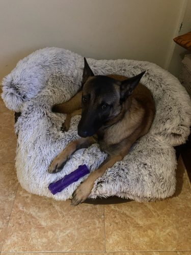 Pupniture&trade; Protector Calming Pet Bed photo review